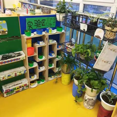 渴望春暖，聆听花开——康康三班幼儿栽培植物小记