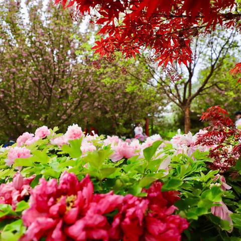 唯有牡丹真国色，花开时节动京城