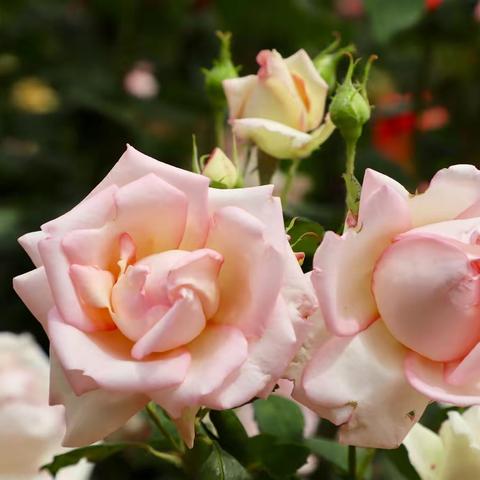 南阳陪老人看月季