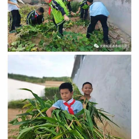 从实践活动出发，笃行少先队思想引领