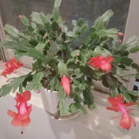 一路艰辛，只为梦想绽放后的幸福！