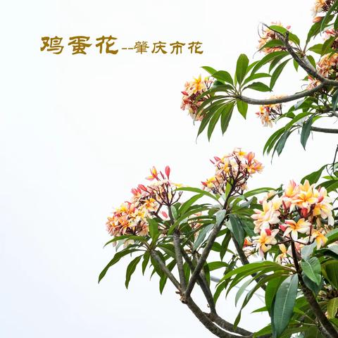 【花花世界】16---肇庆市花鸡蛋花