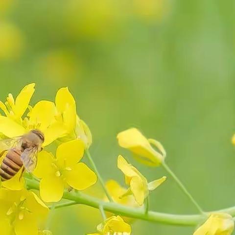 🌈凤幼新泥🍃三班———《油菜花🌼》主题教育活动