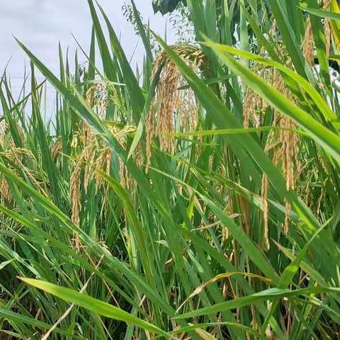 观秋收   明道理 _红太阳幼儿园珍惜粮食主题活动！