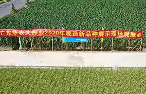 广东华农大种业2020年晚造新品种展示现场观摩会