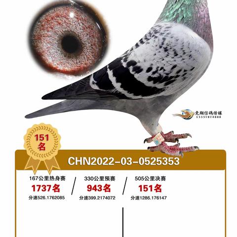 安徽天韵公棚151-200名获奖鸽赏析