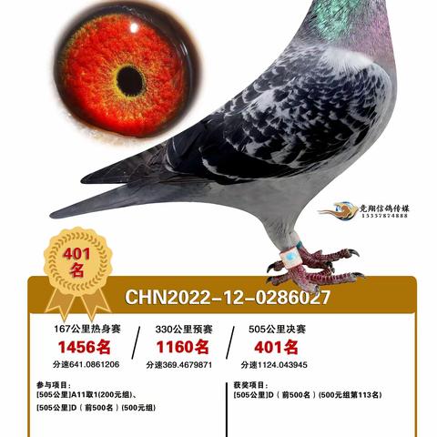 安徽天韵公棚401-450名获奖鸽赏析