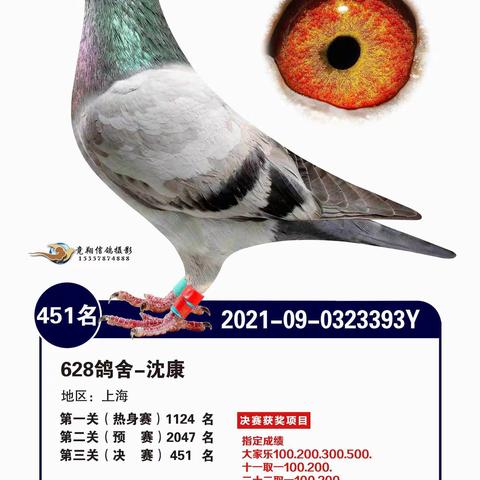 安徽汉兴赛鸽春棚2022年首届春季获奖鸽欣赏451-500名