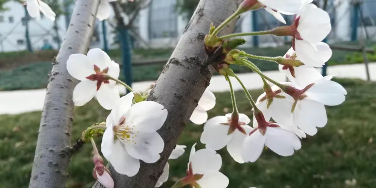 红叶碧桃几年开花