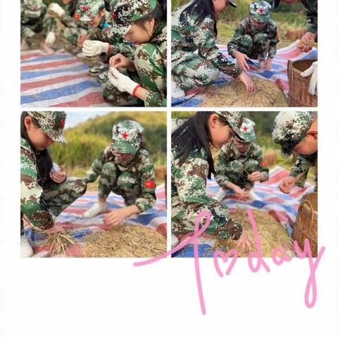 把实践课堂搬到田野，割稻体验秋收喜悦—三明市实验小学606班研学之旅活动项目一【收割】