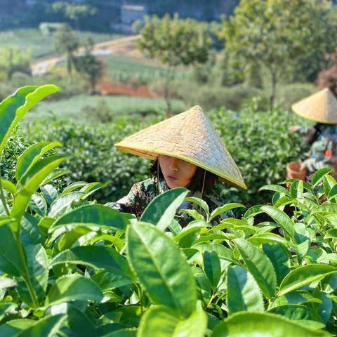 我实践•我快乐——记三明市实验小学606班研学之旅活动二【舂米粿】、活动三【采茶制茶】