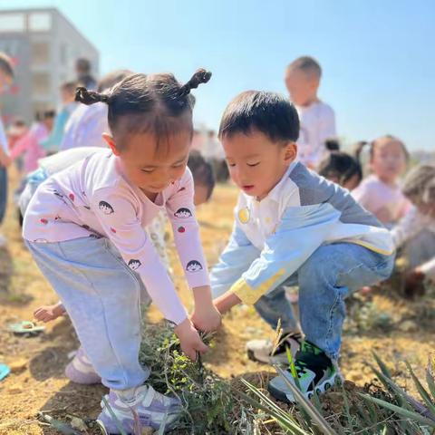 除草我能行 劳动最光荣——吉首市第五幼儿园中三班