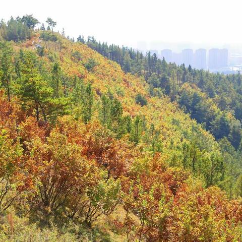 喜迎70周年国庆~9月27日和老伴徒步青龙山~观五花山