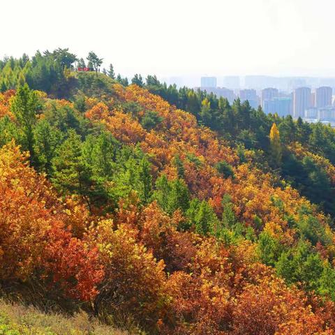 10月8日一行8人徒步青龙山观五花山美景