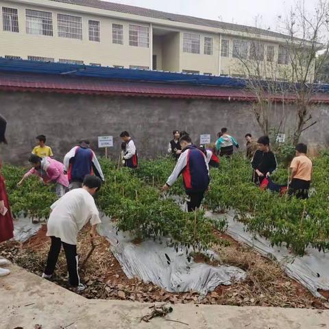 富里中学推进“六个一”项目行动计划———记富里中学劳动基地纪实