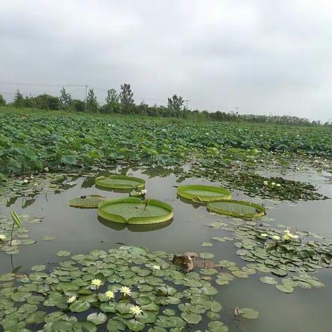 踏荷而来，迎风而去