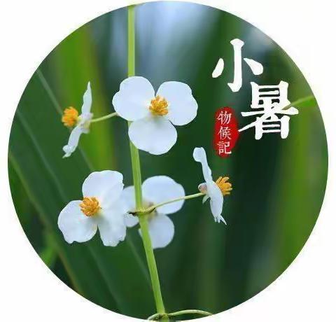 定鼎府幼儿园大一班【小暑至·夏正浓】跟着节气阅自然~二十四节气小暑