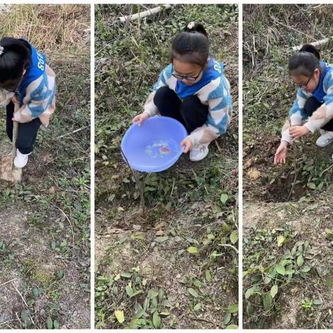 “树”你最美，绿动春天——渔洋关镇小学四年级二班植树节活动