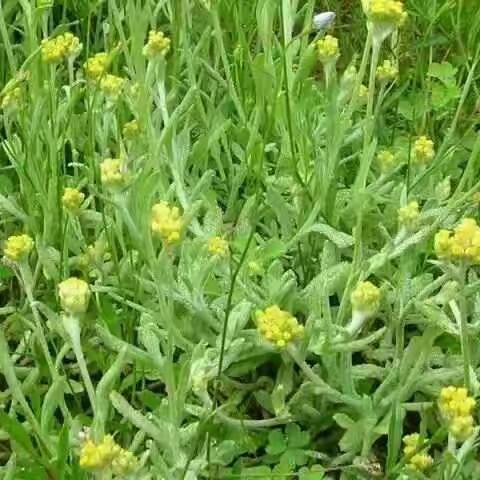 劳动与实践一一清明节做青团。温岭市锦园小学三( 4 )班 陈 浩 然