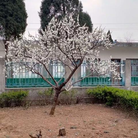 花为我开，各自精彩！