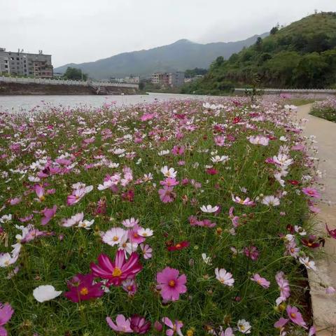 格桑花开了