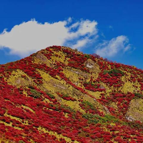 看万山红遍层林尽染