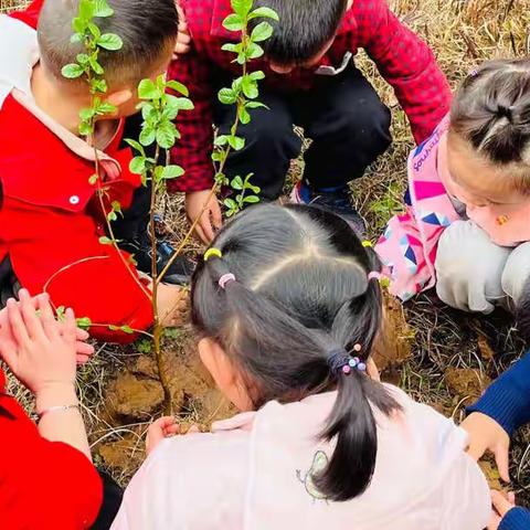 ［珂诚昂立幼儿园，“添一点绿色🌱多一份美好”蛹蛹班3·12植树节主题活动］