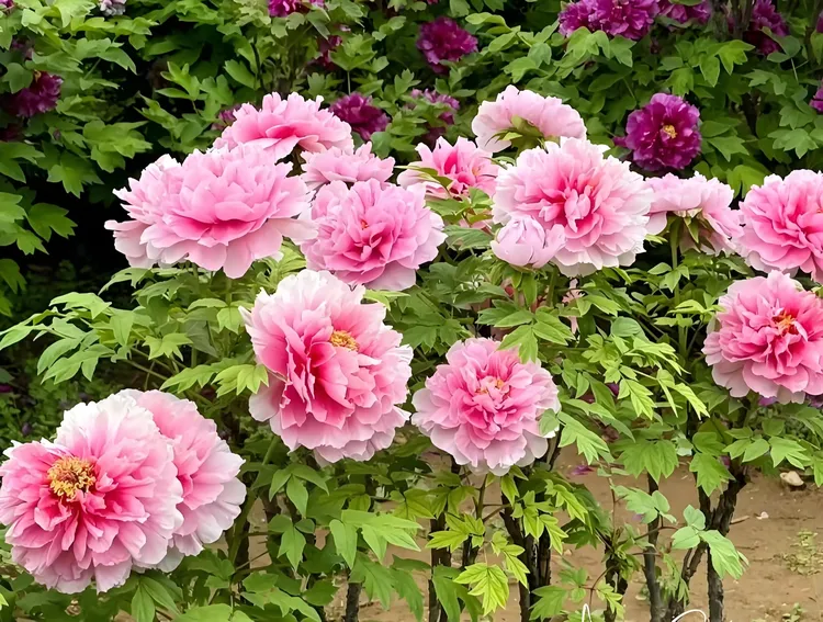 图片[8]-褚成炎｜国花赋/天香铸国魂 繁花耀山河——褚成炎《国花赋》深度文学解析-华闻时空