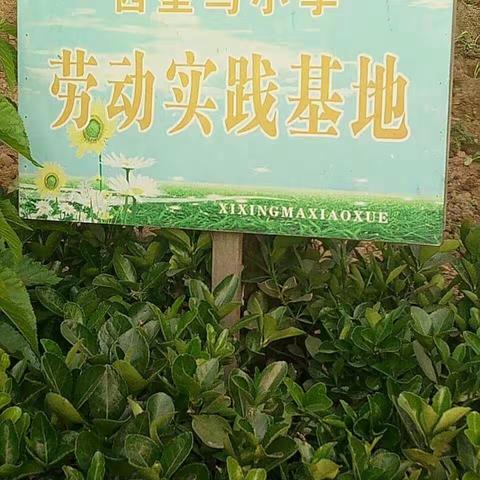 陈堡西型马学校的综合实践活动课