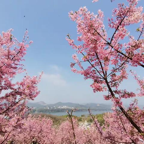 以常规抓教学，以视导促提升——港南区教研室莅临我校教学视导活动