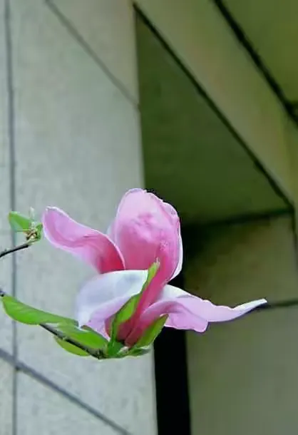 肌肤凝雪,烟雨画楼西.开齐.还也末,绵苞乍褪鹤翅初披.称水晶帘映,云母