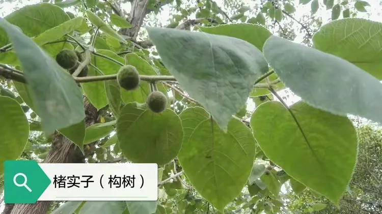 海棠树苗6年出售