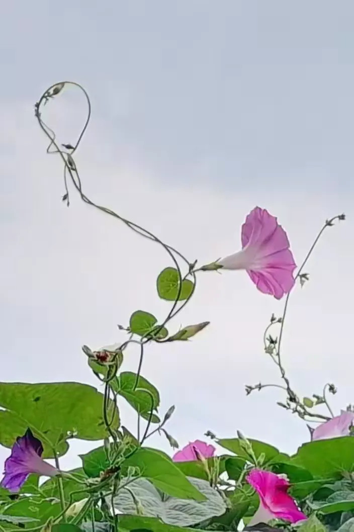 小小牵牛花儿