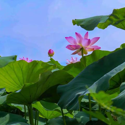 我喜欢荷花更喜欢拍荷花