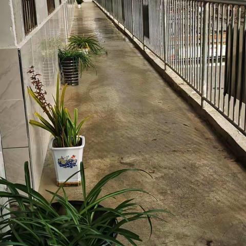 “我为班级添点绿”—“最美教室”花落谁家？