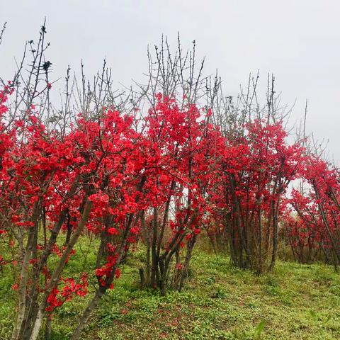 献给三八节