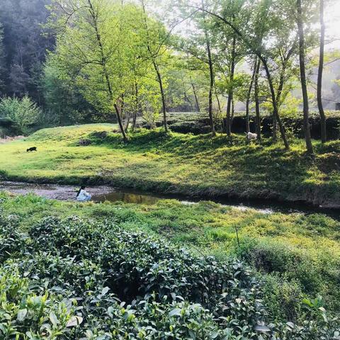 茶田.童年.采茶人