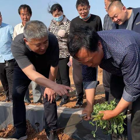 产业观摩拓眼界 乡村振兴谋发展——城关镇组织开展红薯观摩学习活动