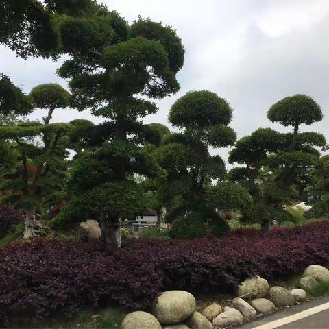 华师铁桥园大二班亲子踏青活动                         ——紫薇都市田园一日游