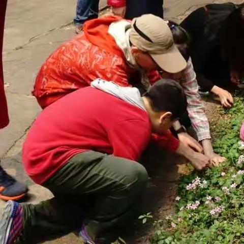 烟台山公园植物课之植物的茎