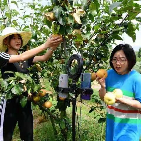 田间地头助农直播 “婺州梨”甜蜜上线