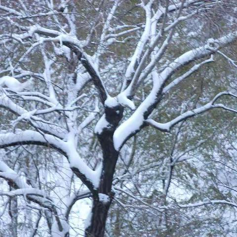 马路湾街道长兴社区以暴雪为令、边下边扫