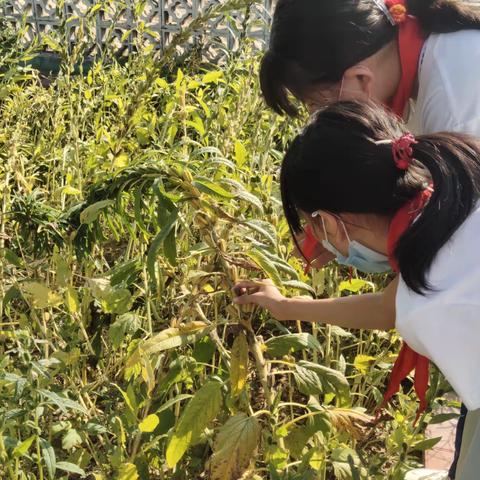 劳动教育进校园 丰收喜悦暖心田——石各庄镇四户小学劳动实践活动