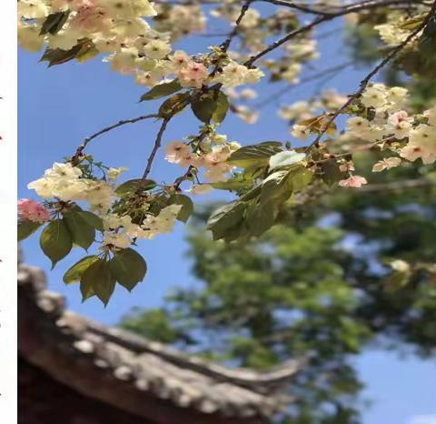 阳春三月，“语”你为伴