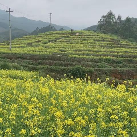 踏春赏花，寨河小学集体春游活动