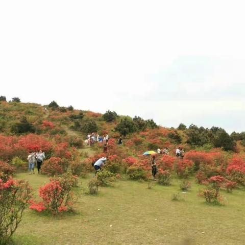 又见山里红