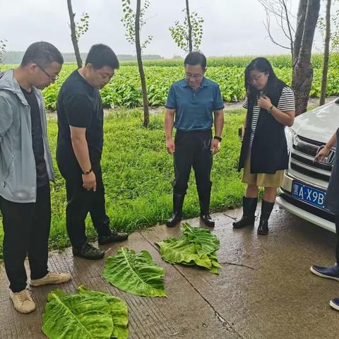 沈阳农业大学吴元华教授到肇州产区调研