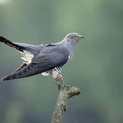 龙湾音乐一年级——演唱《布谷》7