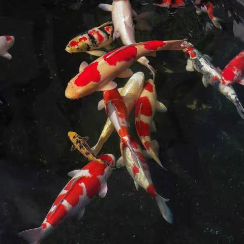 锦鲤鱼  202200204