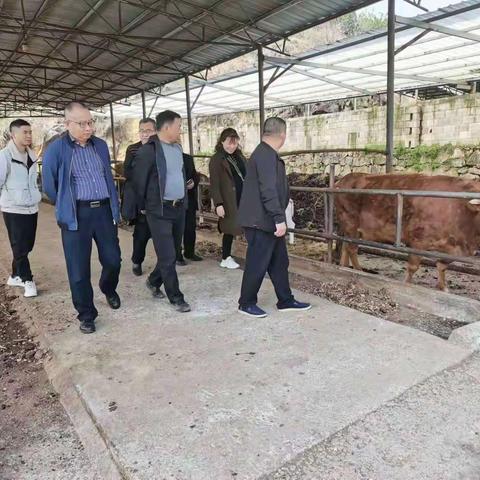 省农科院草业研究所到凤冈指导肉牛发展及饲草种工作